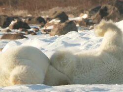 MS TS Two polar bears play fighting in snow / Churchill, Manitoba, Canada  Stock Footage