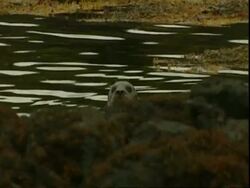 MS Grey seal (Halichoerus grypus), seal swimming behind rocks, pokes head out, Norfolk, UK Stock Footage