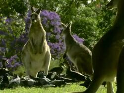Long Shot hand-held - Kangaroos stand beside pigeons and ducks near a flowering bush / Australia Stock Footage