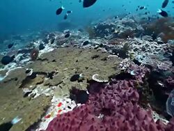 MS PAN Shot of Colorful reef with divers in water / Sipadan, Semporna, Tawau, Malaysia Stock Footage