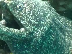 CU Paint spotted moray eel lying between rocks and pushing water over gills / Matola, Maputo, Mozambique Stock Footage