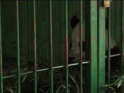 4-year-old Tai Shan spends first night in reserve News Clip