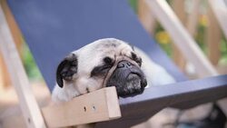 A relaxed dog on a beach chair Stock Footage