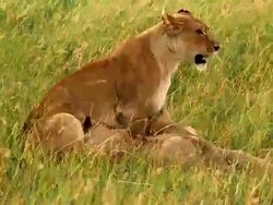 MS Lioness sitting in gin long grass with three adolescent cubs / Masai Mara, Kenya Stock Footage