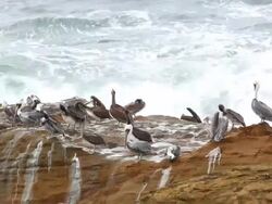 Pelicans Stock Footage