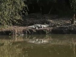 Alligator Stock Footage
