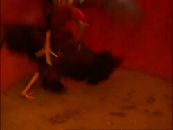 MS pair of cocks fighting in ring, Bangkok, Thailand Stock Footage