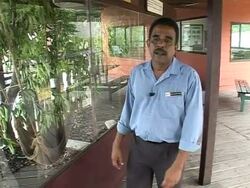 VOICED: Malaysian orangutan hospital sparks controversy News Clip