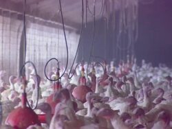 MS Shot of turkeys / Turkey farm Minnesota, Minnesota, United States Stock Footage