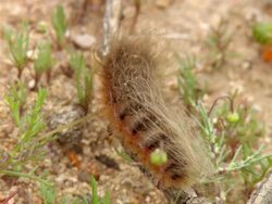 MS Shot of Hairy orange caterpillar moving along twig / Namaqualand, Northern Cape, South Africa Stock Footage