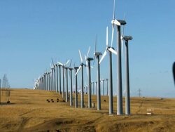 Wind Turbines and Cows Stock Footage