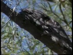 Tawny Frogmouth camouflaged lying on tree branch Stock Footage