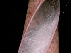 Leaf Curling Spider, rolled-up leaf-nest, Australia Stock Footage