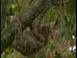 MCU Sloth with young hanging from tree, South America Stock Footage
