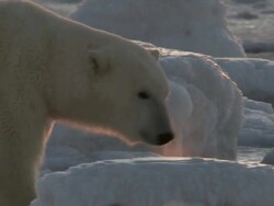 MS PAN Polar bear sniffing about in ice looking for food / Churchill, Manitoba, Canada Stock Footage