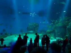 T/L Den Ba Planet Aquarium Stock Footage