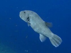 Starry Pufferfish (Arothron stellatus), profile, side view, Vaavu Atoll, The Maldives Stock Footage