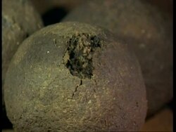 CU Dung beetle, larva hatch from dung ball Stock Footage
