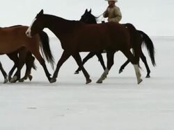 Slow motion of horses running. Stock Footage