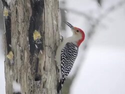 MS View of Male red bellied woodpecker (Centurus carolinus) pecks at homemade suet in a hole in wooden feeder as falling snow blows by / Valparaiso, Indiana, United States Stock Footage