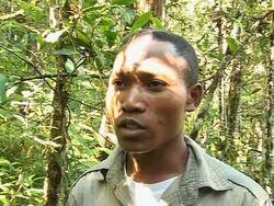 VOICED: Deforestation threatens Madagascar's lemurs News Clip