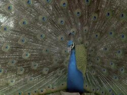 Peacock (Pavo cristatus) male displays, cu courtship, UK Stock Footage