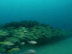 MS Shot of School of snappers and cardinal fish swimming or drifting with surge along rocky outcrop / Matola, Maputo, Mozambique Stock Footage