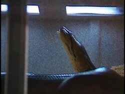 'Anaconda' Premiere Stock Footage