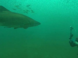 Diver taking pictures of Sandtiger Ragtooth sharks, solo in bait fish. North Carolina, Atlantic Ocean  Stock Footage