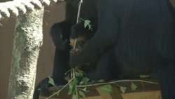 Rare ginger monkey 'wearing' golden crown at London Zoo with royal baby arrival imminent News Clip