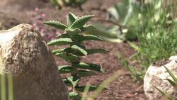 VOICED : Como reducir el consumo de agua en Los Angeles News Clip