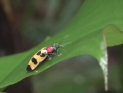 Beetle on green leaf Stock Footage