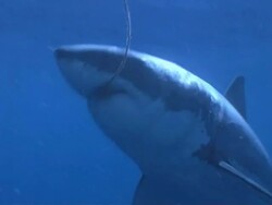 CU Great White Shark, Carcharodon carcharias, takes hang bait and swims away, Guadalupe Island, Pacific Ocean Stock Footage