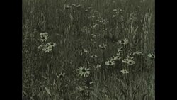 Brown Eyed Susan Archival Stock Footage