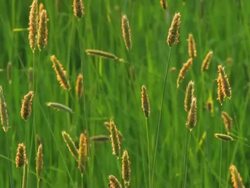 PAL: Grass Stock Footage