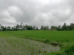 WS View of plantation at the Ijen volcano village / Ijen, Java, Indonesia Stock Footage