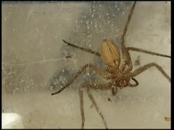 Children getting up very close and personal to spiders News Clip