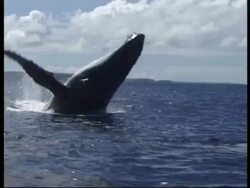 MS Humpback Whale (Megaptera novaeangliae) breaching and splashing back in to water, Tonga Stock Footage