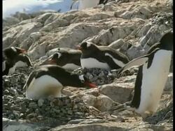 MS Gentoo Penguins, Pygoscelis papua, resting on rocky ground, Antarctica Stock Footage