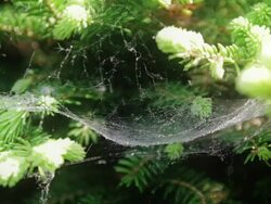 Spider web Stock Footage