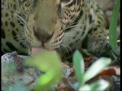 BCU Zoom out, Jaguar eating fish in forest, South America Stock Footage
