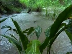 MS Rain falling on swamp, Rainforest, Costa Rica Stock Footage