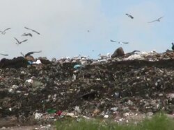 Landfill With Birds in High Definition Stock Footage