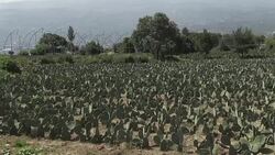 VOICED : Nopal de Mexico cactus que va de manjar a generador electrico News Clip