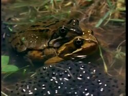 CU Common frogs  (Rana temporaria) mating next to frogspawn Stock Footage