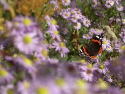 SLOW MOTION: Admiral Butterfly Stock Footage
