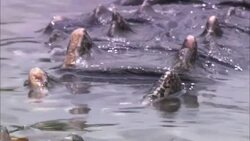 Swamp water ripples over the back of a partially submerged alligator in Florida. Stock Footage