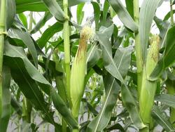 green corn in field agriculture HD. Stock Footage