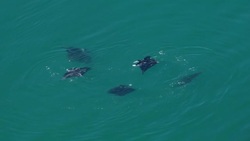 A small group of Reef Manta Rays (Manta alfredi) swim in waters off the coast of the Hawaiian Island of Oahu. Stock Footage