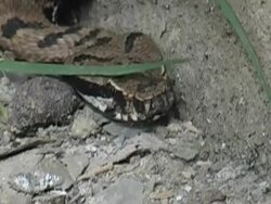 Hiding snake Stock Footage